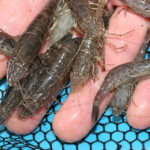 fishing-bait-shrimp-prawn-0006