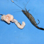 fishing-bait-shrimp-prawn-0008