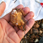 fishing-bait-spider-crab-0002