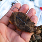 fishing-bait-spider-crab-0003