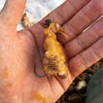 fishing-bait-spider-crab-0004