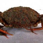 fishing-bait-spider-crab-0005