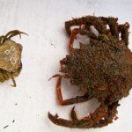 spider crab bait