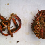 fishing-bait-spider-crab-0012