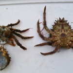 fishing-bait-spider-crab-0013
