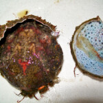 fishing-bait-spider-crab-0014