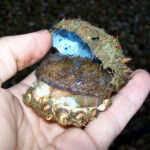 fishing-bait-spider-crab-0015