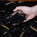 fishing-bait-white-ragworm-part-two-0006