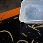 fishing-bait-white-ragworm-part-two-0008