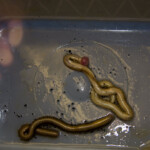 fishing-bait-white-ragworm-part-two-0012