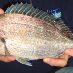 black bream