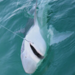 fishing-boat-alderney-tope-0002