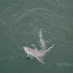 fishing-boat-blonde-rays-iow-0009
