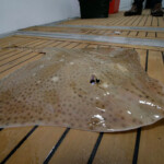 fishing-boat-blonde-rays-iow-0011