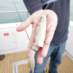 fishing-boat-blonde-rays-iow-0016