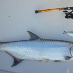 fishing-boat-florida-tarpon-0005