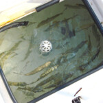 fishing-boat-florida-tarpon-0007