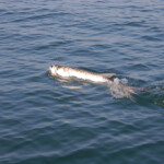 tarpon