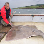 fishing-boat-loch-aline-skate-0009