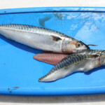 fishing-boat-loch-aline-skate-0017