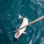 fishing-boat-lymington-ling-0005