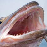 fishing-boat-lymington-ling-0009