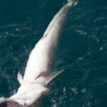 fishing-boat-lymington-ling-0011
