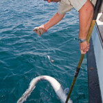 fishing-boat-lymington-ling-0021