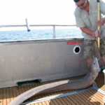 fishing-boat-lymington-ling-0023