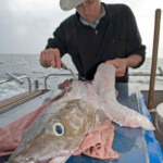 fishing-boat-lymington-ling-0028