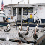 fishing-boat-san-diego-0002
