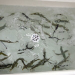 fishing-boat-san-diego-0016