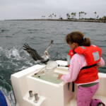 fishing-boat-san-diego-0019