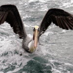 fishing-boat-san-diego-0020