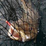 fishing-boat-scrabster-species-hunting-0009