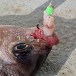 fishing-boat-species-spotlight-black-bream-0001