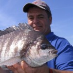 spotlight black bream