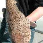 fishing-colin-minehead-0004