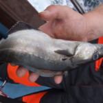 fishing-des-mills-culdaff-wrecks-spring-2007-0001