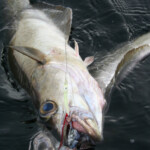 fishing-des-mills-culdaff-wrecks-spring-2007-0002