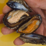 fishing-east-coast-boat-cod-0001