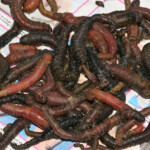 fishing-east-coast-boat-cod-0006