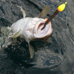 fishing-east-coast-boat-cod-0009