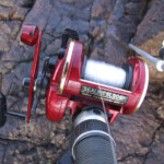 fishing-east-haven-shore-cod-0001
