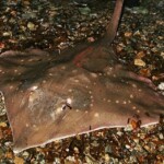 fishing-gordon-harris-shore-skate-0007