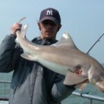 fishing-holyhead-smoothhounds-0007