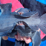 fishing-iceland-boat-catfish-wolf-fish-004