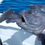 fishing-iceland-boat-catfish-wolf-fish-005