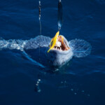 fishing-iceland-boat-catfish-wolf-fish-006