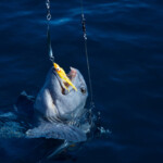 fishing-iceland-boat-catfish-wolf-fish-007